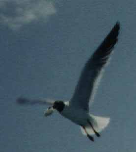 gull.jpg