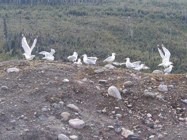 Seagulls