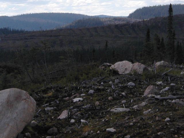Logging