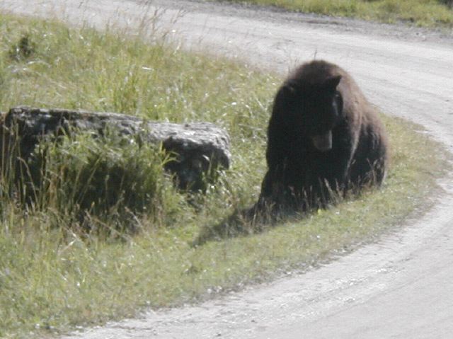 Black Bear