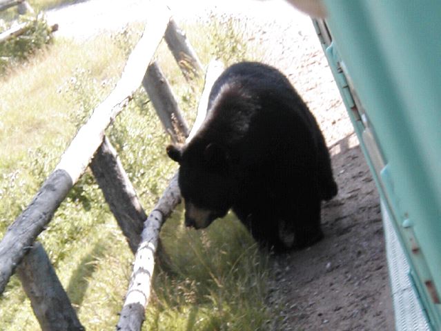 Close Bear