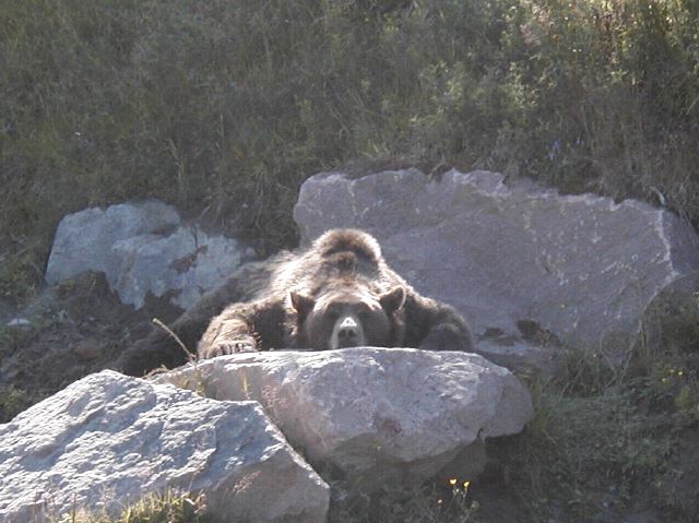 Brown Bear