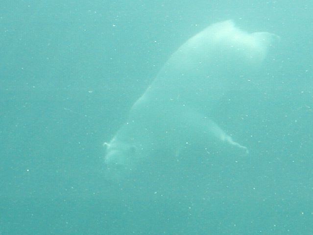 Swimming Bear