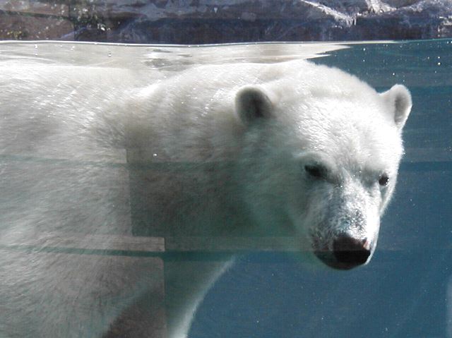 Bear Swimming By