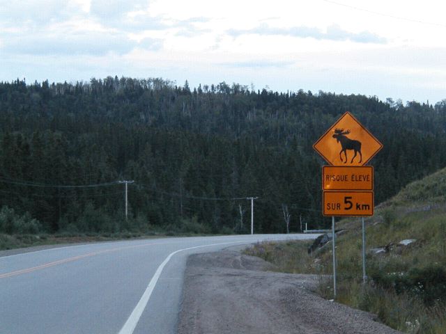 Beware of Moose!