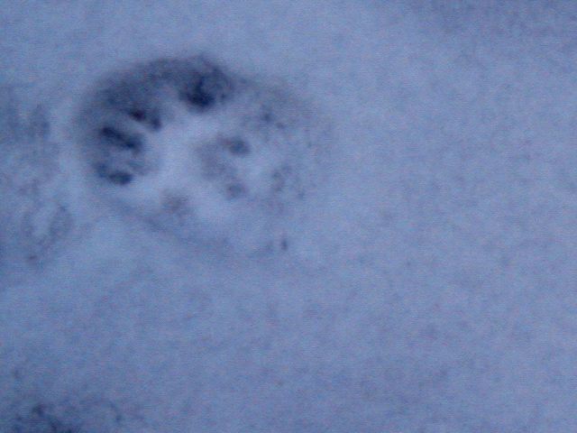 Bear Track