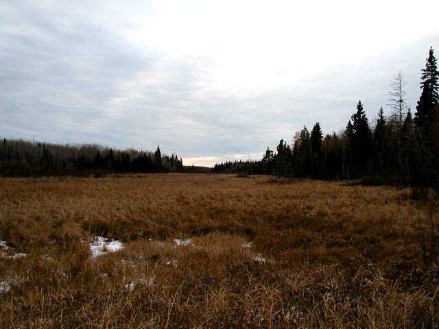 Field