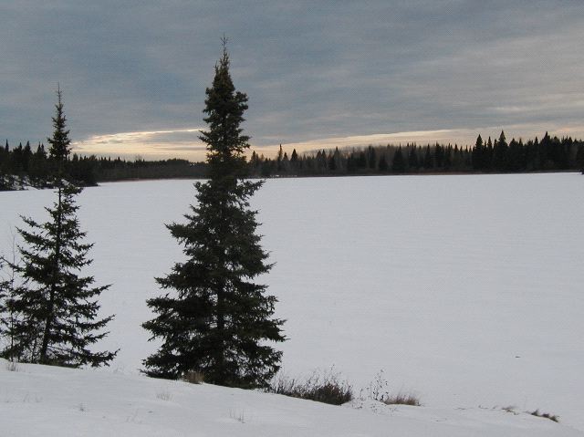 Trees and Lake