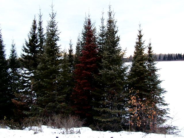 Red Tree