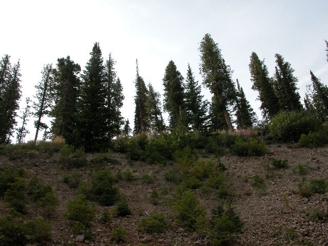 Up from the Ski Lift