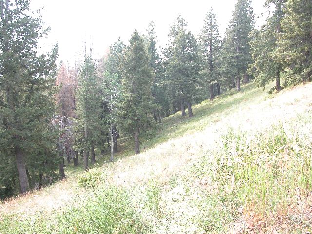 Grassy Slope