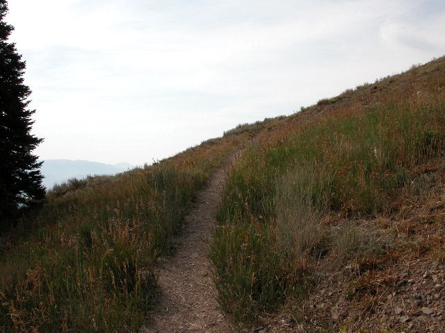 Little Path