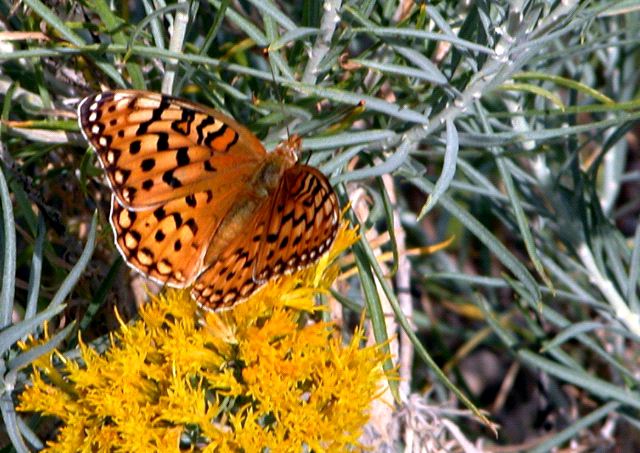 Butterfly