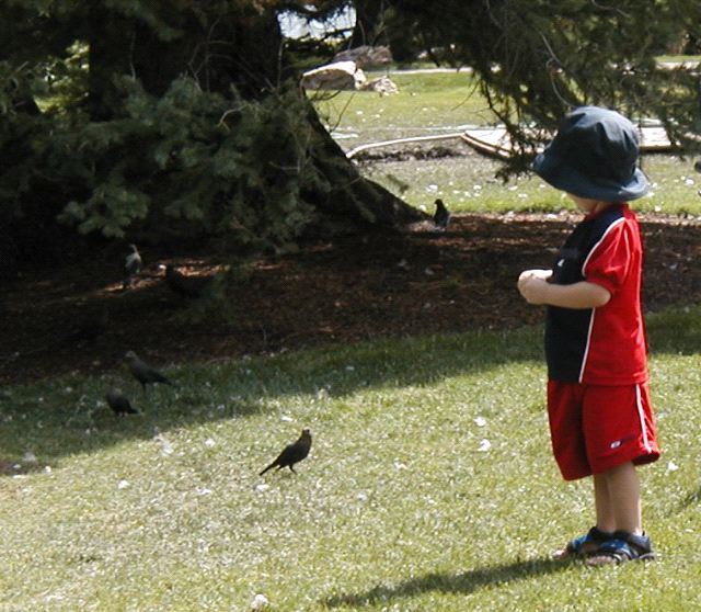 Kid with Birds